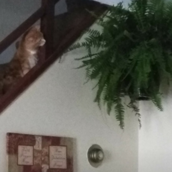 Clothing, Household Items and more!! - Picture 6 of 6